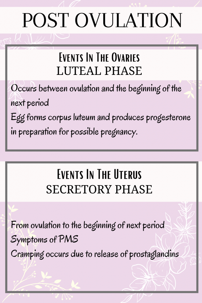 events in the post ovulatory phase