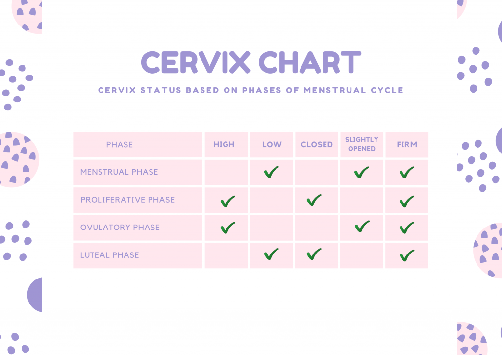 Position of cervix in different phases of menstrual cycle